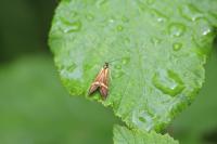 Nemophora degeerella