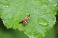 Nemophora degeerella