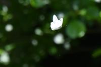 Aporia crataegi