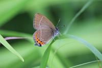 Satyrium pruni