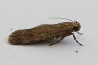 Pexicopia malvella