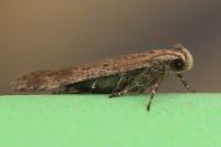 Pexicopia malvella