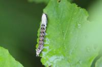 Thyatira batis
