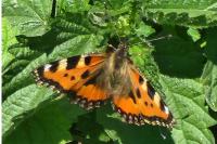 Aglais urticae