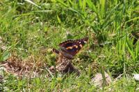 Apatura ilia