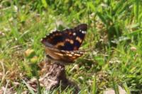 Apatura ilia