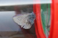 Polyommatus icarus
