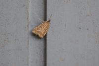 Eudonia pallida