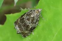 Celypha lacunana
