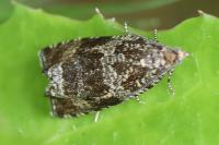 Celypha lacunana