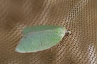 Tortrix viridana