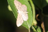 Idaea seriata