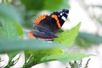 Vanessa atalanta