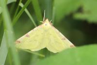 Opisthograptis luteolata