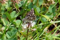 Pyrgus malvae
