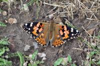 Vanessa cardui