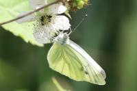 Pieris napi