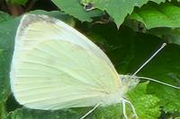 Pieris rapae