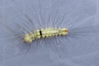 Calliteara pudibunda