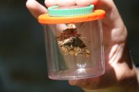 Polygonia c-album
