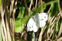 Pieris napi