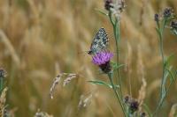 Melanargia galathea