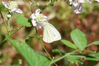 Pieris rapae