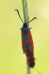 Zygaena filipendulae