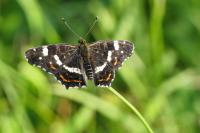Araschnia levana