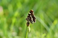 Araschnia levana