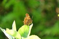 Polygonia c-album