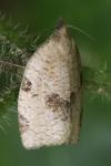 Lozotaenia forsterana