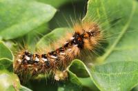 Acronicta rumicis