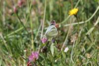 Pieris rapae