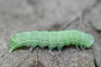Orthosia cerasi