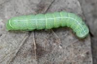 Orthosia cerasi