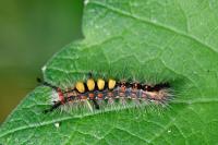 Orgyia antiqua