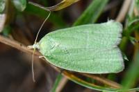 Tortrix viridana