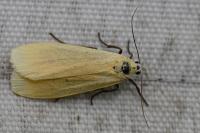 Wittia sororcula