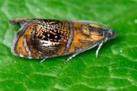 Olethreutes arcuella