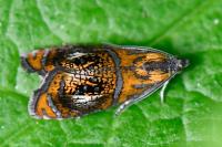 Olethreutes arcuella