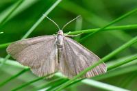Minoa murinata