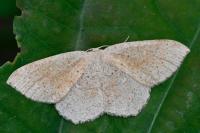 Cyclophora