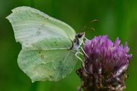 Gonepteryx rhamni