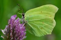 Gonepteryx rhamni