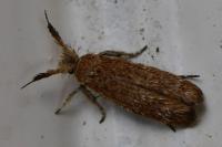 Ochsenheimeria taurella