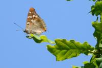 Apatura ilia