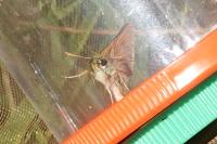 Thymelicus sylvestris