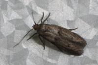 Blastobasis phycidella