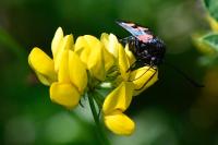 Zygaena trifolii